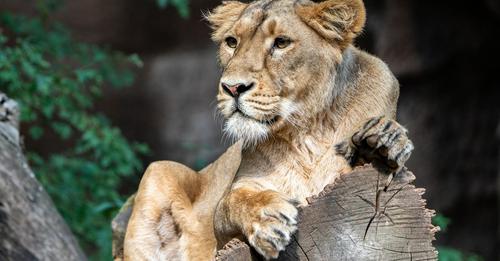 Löwenmutter fraß ihre Jungen auf – Tierschützer geben Zoo die Schuld