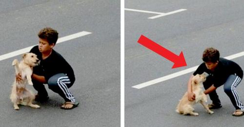 Ein Hund wird auf der Straße angefahren: Dieses 11-jährige Kind zögert nicht und hilft ihm