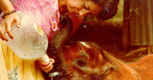 Tierretterin kümmert sich seit 40 Jahren um Elefantenwaisen