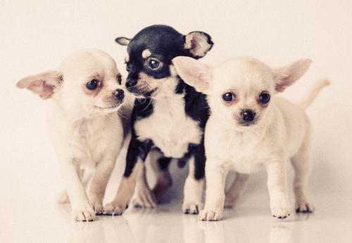 Ein kleiner Chihuahua wird Mama und Tierärztin merkt schnell, dass diese Geburt rekordverdächtig ist