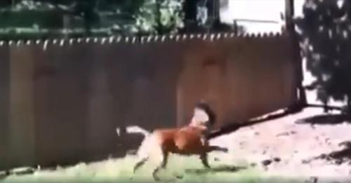 Mann baut Zaun und lässt Hund nach draußen, um ihn zu testen
